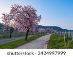 Blooming almond trees along a road in the Palatinate - Germany