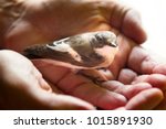 Small photo of Trusting bird on palm of person. Symbol of unity of man and nature. Concept friendly environment, human world and green Earth, green world, preserve peace, good ecology. Pied flycatcher