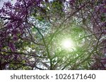 Small photo of Terebinth (pistachio, wild nard, turpentine tree, Pistacia atlantica subsp. mutica) blooms in April in Taurus mountains, Mediterranean slope to sea, Turkey