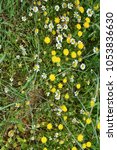Small photo of Cereals, chamomile, godson, plantain. Area of pasture meadows, grazing land