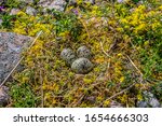 Small photo of Guide of bird nest. Arctic tern (Sterna paradisaea) nest is made of unmasked golden flowers because this bird is very aggressive.Surrounding plant is Golden moss. Islands in Eastern part of Baltic sea