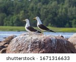 Taxonomy of birds. Scandinavian Lesser Blackbacked Gull (Larus fuscus fuscus) subspecies pair in definitive breeding plumage, nesting on Islands in Eastern part of Gulf of Finland, Baltic sea