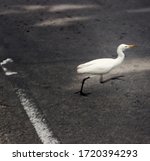 Small photo of Blurred bird quickly crosses road. White Heron crosses road afoot in front of transport what is unusual and dangerous. Long lens to capture dynamics of. Traffic regulations, traffic violation concept