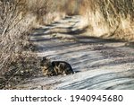 Wild stray cat in village. A very wayward and cunning cat walks around village in spring