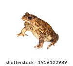 Small photo of South Asian garden toad (Bufo melanostictus) from Vietnam. The amphibians is isolated on a white background. The view from the top