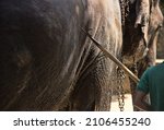 Small photo of Elephant control. The elephant handler (mahout) and his bine - drive urge in the form of a pointed hook (because thickskin)