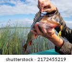 Small photo of Trophy fishing. This European Perch (rivers perch) weighing 1.2 kilograms was caught spinning in the northern lake. Toothy mouth of a predatory fish