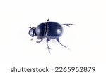 Small photo of Geotrupes and Scarabaeus. The beetle is isolated on a white background