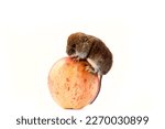 Consumer society: mouse (stock lover) rolls a huge worm apple. The principle of American New York consumerism as much as possible sales concept. Clearance sale, black Friday advertisin,
