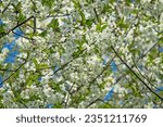 Small photo of Blooming spring ambrosial gardens. Steppe wild frutescent cherry (Prunus chamaecerasus, Cerasus fruticosa). Plot of forest-steppe, blooming wild fruit trees. Rostov region, Russia