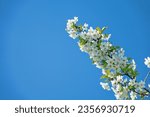Small photo of Blooming spring ambrosial gardens. Steppe wild frutescent cherry (Prunus chamaecerasus, Cerasus fruticosa). Plot of forest-steppe, blooming wild fruit trees