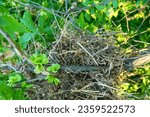 Small photo of Spanish sparrow (Passer hispaniolensis) has moved into Crimea and building nests in forest belts. Spherical nests (dry flax nest material) on elm tree. Colonies of sparrows near birds of pray nest