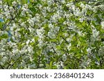 Small photo of Blooming spring ambrosial gardens. Steppe wild frutescent cherry (Prunus chamaecerasus, Cerasus fruticosa). Plot of forest-steppe, blooming wild fruit trees. Rostov region, Russia