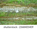 Small photo of Black-winged stilt (Himantopus himantopus) alarms about nest, mobbing response. Typical habitat of stilt with saltworts in shallow saline water bodies, saltmarsh-grass, glasswort. North Black Sea