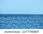 Small photo of The North Black Sea on a sunny spring day and a porpoise playing