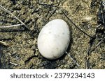 Small photo of Wild duck egg abandoned in a swamp, check and rotten (addled egg)