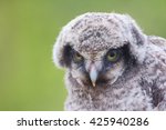 Small photo of wood-goblin: owl portrait young closeup. Hawk owl. Bogeyman