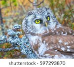 Small photo of Bird of Minerva, goddess of wisdom. Portrait of boreal owl (Tengmalm's owl, Aegolius funereus) in characteristic interior of Northern taiga (boreal coniferous forest). Impressive beautiful eyes