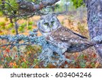 Small photo of Bird of Minerva. Tengmalm's owl (Aegolius funereus) near nest. Boreal coniferous forest (taiga), on background of Labrador tea, cranberries, cloudberries, lichens (epiphytic Parmelia)