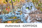 Small photo of Bird of Minerva, goddess of wisdom. Portrait of boreal owl (Tengmalm's owl, Aegolius funereus) in characteristic interior of Northern taiga (boreal coniferous forest)