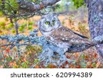 Small photo of Bird of Minerva. Tengmalm's owl (Aegolius funereus) near nest. Boreal coniferous forest (taiga), on background of Labrador tea, cranberries, cloudberries, lichens (epiphytic Parmelia)