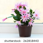 Schlumbergera In Flower Pot....