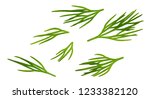 Dill. Fresh Dill Collection...