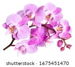 Pink flower phalaenopsis orchid ...