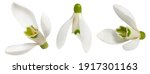 Snowdrops Isolated On White...