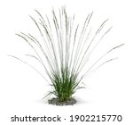 Ornamental Grass Isolated On...