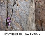 Purple Saxifrage Flowering In A ...