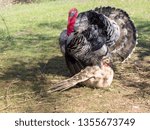 Small photo of Two free range farm turkey birds about to mate, the male sidles up to the female prior to mounting her. Spring fever. Agriculture, poultry breeding.