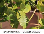 Citrus tree insect damage by...