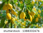 Bunches of fresh yellow ripe lemons on lemon tree branches in Italian garden 