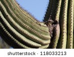 Female Cactus Wren Carries...