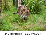 Stunning Portrait Of Jaguar Big ...