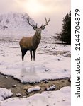 Composite image of red deer stag in Scottish lHighlands landsdcape during beautiful sunrise