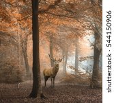 Small photo of Stunning image of red deer stag in foggy Autumn colorful forest landscape image