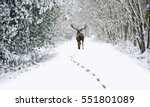 Beautiful Red Deer Stag In Snow ...