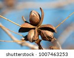 Pecan Nuts On The Tree