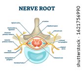 Nerve Root Anatomical Structure ...