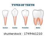 teeth types vector illustration.... | Shutterstock .eps vector #1749461210
