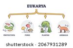 Eukaryotes And Eukarya As...