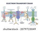 electron transport chain as... | Shutterstock .eps vector #2079723049