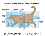 Directional Terms In Cat...