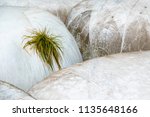 Small photo of Green shock of grass growing from a bale of hay shrink-wrapped in white plastic, for themes of containment and hardihood, growth, beginnings
