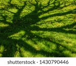Small photo of Spring at a glance: Bifurcating shadows of mature oak tree on green lawn with many dandelions, for themes of growth and age, ramification and complexity