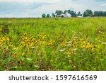 Conservation area, once farmland and now an open space reserve, with a profusion of prairie coneflowers (binomial name: Ratibida pinnata) and other common wildflowers in summer, northern Illinois, USA