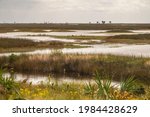 Saltwater marsh in autumn, including black needlerush (binomial name: Juncus roemerianas) and smooth cordgrass (Spartina alterniflora), at a national wildlife refuge along the Gulf Coast of Florida