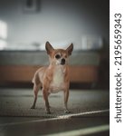 Small photo of Eyeless Chihuahua dog, 12 years old